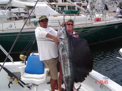 101 Inch length Sailfish, mounted!